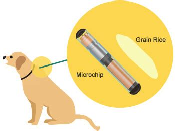 where do they put rfid chips in dogs|how to microchip a dog.